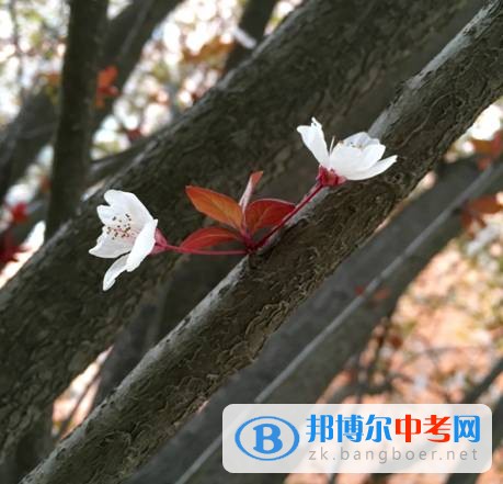 成都市實驗外國語學校風骨峭峻遺塵埃