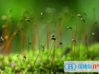 2020年內江中考報名學校