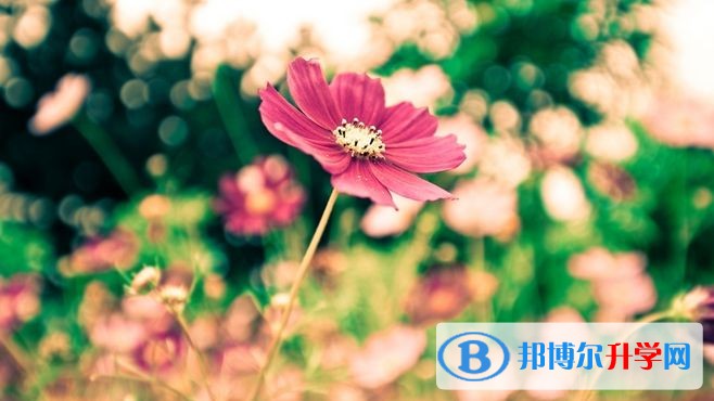 2020年內(nèi)江中考是什么時(shí)候