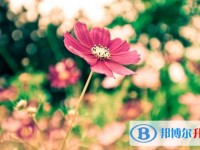 2020年內(nèi)江中考是什么時候