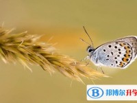 2020年樂山中考的規則