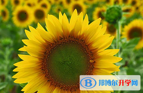  2020年玉溪孩子因病錯過中考怎么辦