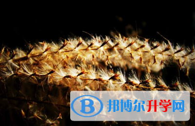2021年寶雞中考網(wǎng)絡(luò)應(yīng)用服務(wù)平臺