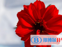 2021年宜賓怎樣從網上查詢中考成績