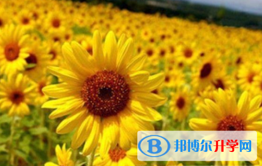 2021年廣元中考錄取報名網