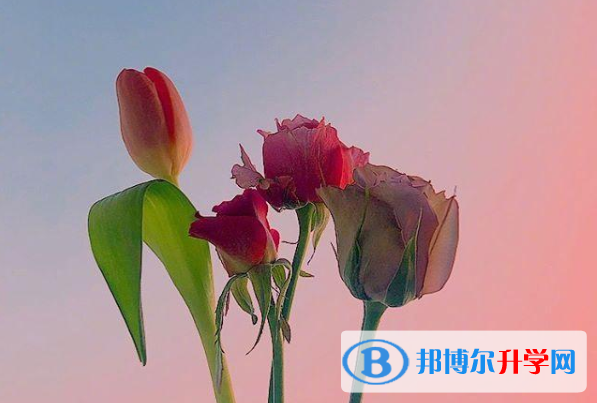 2021年廣元中考網(wǎng)上報(bào)名模擬