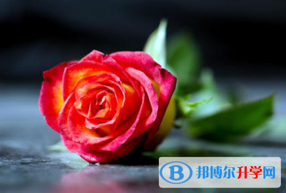 2020年綿陽中考志愿怎么填報