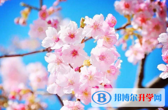 2020年南充中考報名志愿