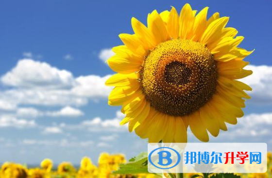 2020年南充中考網絡服務應用平臺
