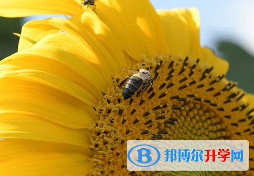 2021年安康中考網(wǎng)絡(luò)應(yīng)用服務(wù)平臺登錄