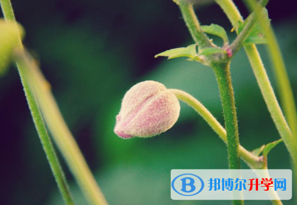 2021年石家莊中考成績一般讀什么學(xué)校