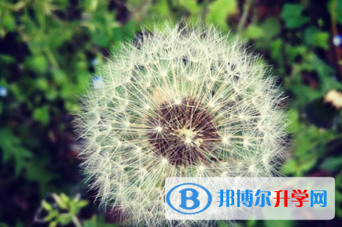 2021年石家莊考起重高的人數