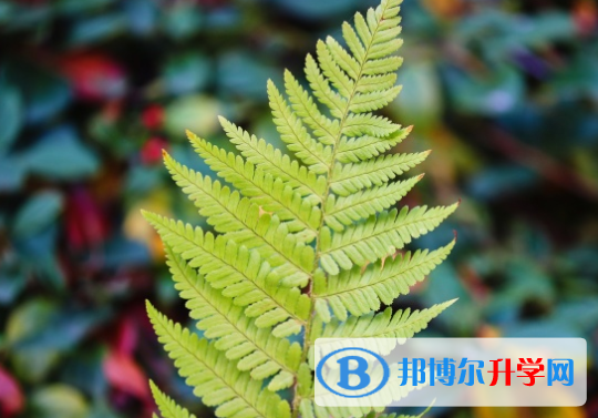 邯鄲2021年中考網絡應用服務平臺