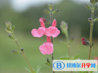 邯鄲2021年中考網上學校