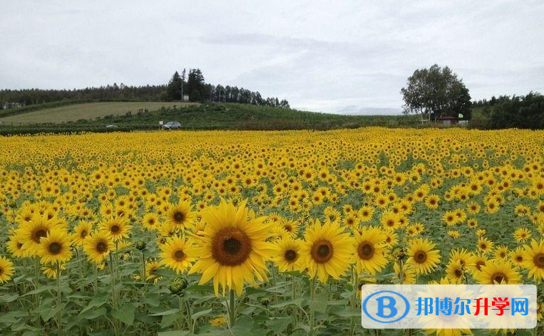 邯鄲2021年中考的規則