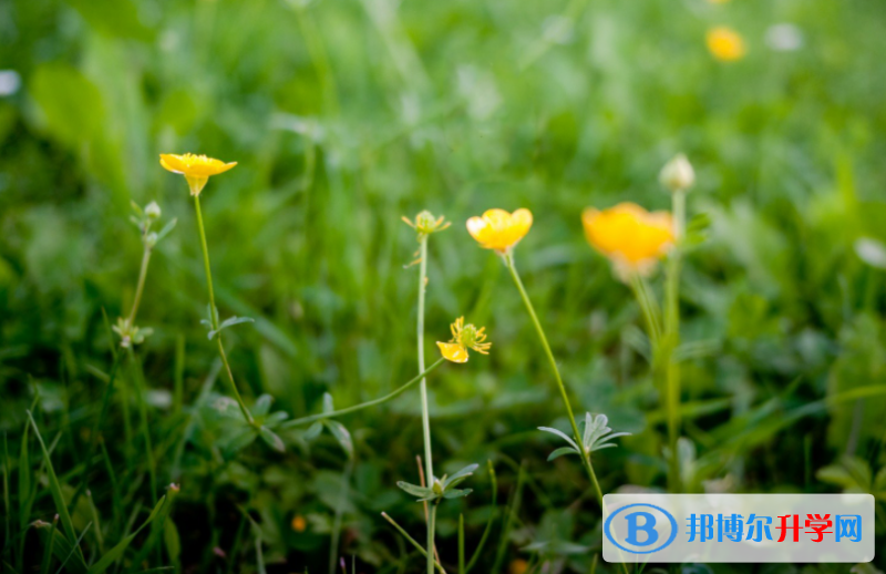 張家口2021年未參加中考可以讀啥學校