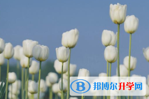 四川2021年中考網絡應用服務平臺登錄