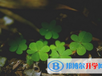 攀枝花2021年中考志愿怎么填報