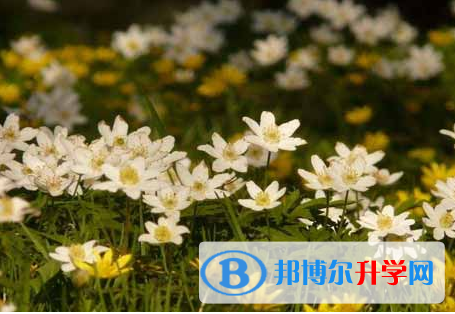 攀枝花2021年什么是中考調劑生