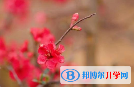 綿陽2021年中考查詢成績網址