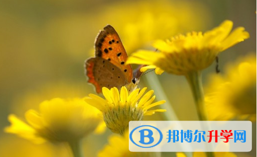綿陽2021年中考錄取規劃線