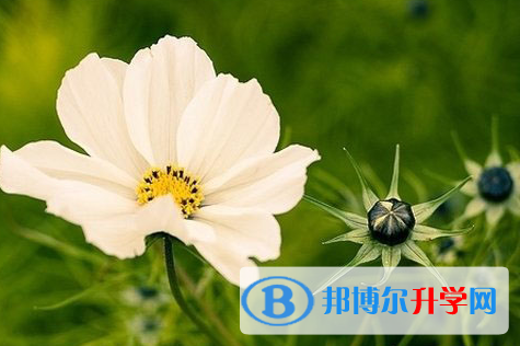 廣元2022年考起重高的人數