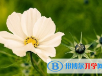 廣元2022年考起重高的人數