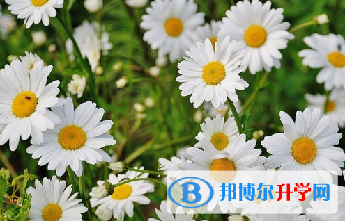 廣元2022年中考調劑志愿