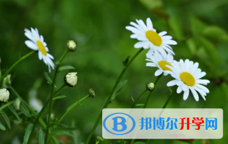 2022年內江中考在哪查詢成績
