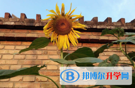 2022年內江中考成績今年怎么這么高