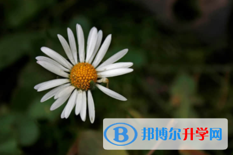 內江2022年中考錄取查詢入口