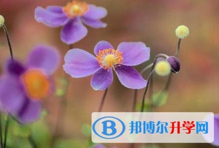 樂山2022年中考網絡應用服務平臺成績查詢