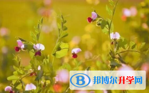 樂山2022年中考怎么填志愿才可以上到好的學校
