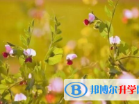 樂(lè)山2022年中考怎么填志愿才可以上到好的學(xué)校