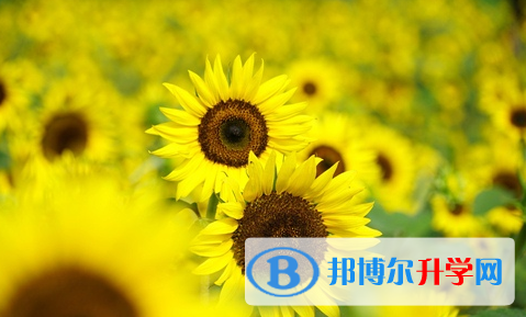 宜賓2022年中考考點有哪幾個