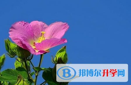 宜賓2022年中考招生計劃查詢
