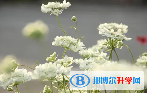 達州2022年中考報名系統網址
